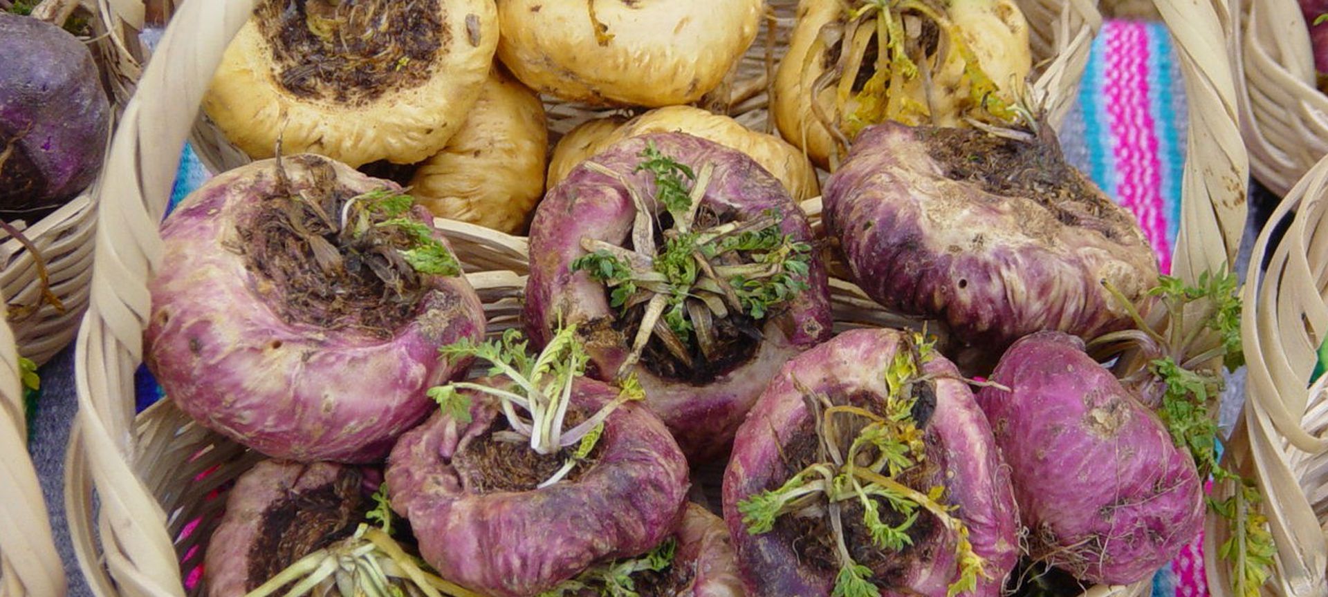 Instituto Peruano de Productos Naturales